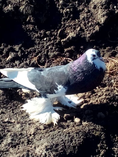 femela pomeran; IMG_20160212_111150
