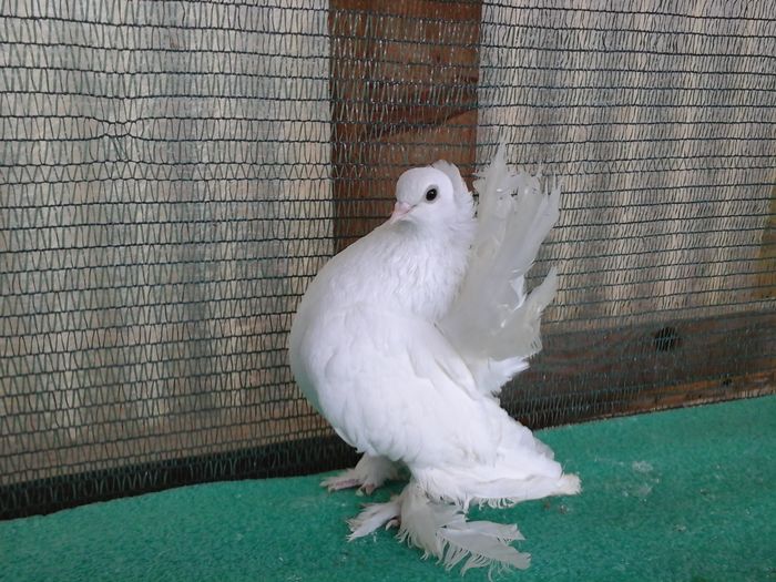 F 5271, 2015, vanduta