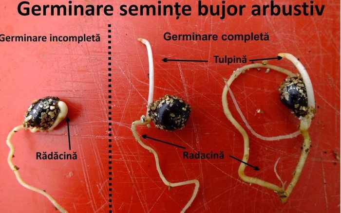 12622485_1027215937317584_4564207369871456296_o - Germinare-seminte-bujor-arbustiv