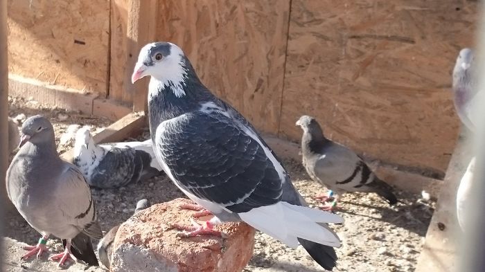 DSC_1120 - Voiajori