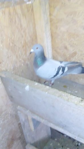 F 2015 RO - porumbei in noiembrie 2015