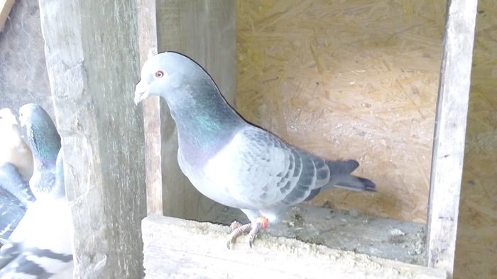 M 2013 - porumbei in noiembrie 2015