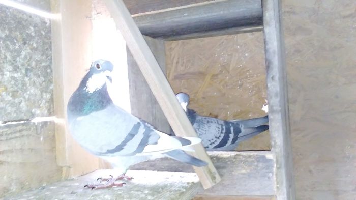 F 2014 - porumbei in noiembrie 2015