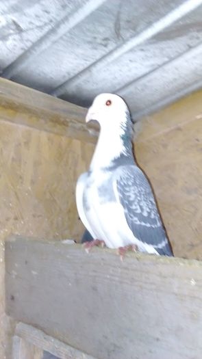 M 2015 - porumbei in noiembrie 2015