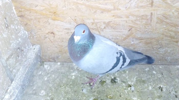 M NL 2015 - porumbei in noiembrie 2015