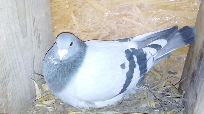 M 2015 - porumbei in noiembrie 2015