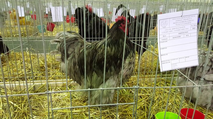 11 - u EXPO ASOCIATIA CRESCATORILOR DE ANIMALE  PASARI si PORUMBEI ORNAMENT PLESUVA PRAHOVA 2016