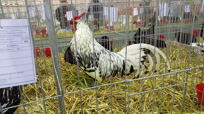 23 - u EXPO ASOCIATIA CRESCATORILOR DE ANIMALE  PASARI si PORUMBEI ORNAMENT PLESUVA PRAHOVA 2016