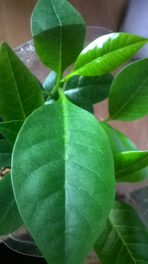 Plumeria din seminte - Experimente - insamantari diverse