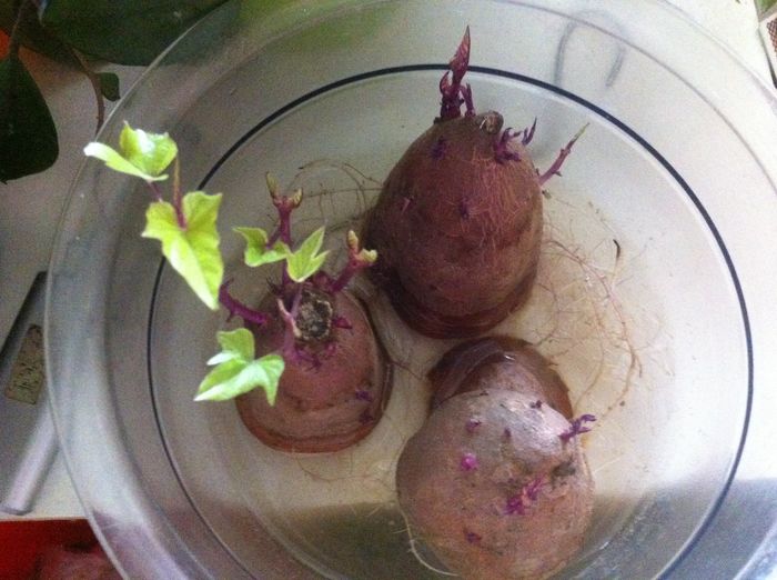 image - Experment cartofi dulci