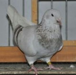 100986053_WFMSMHX3-1