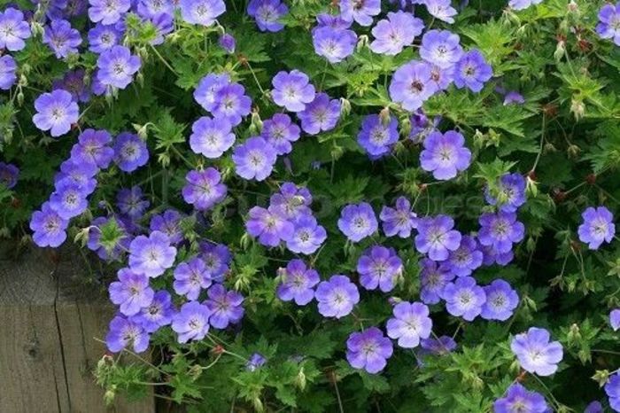 Geranium Rozanne