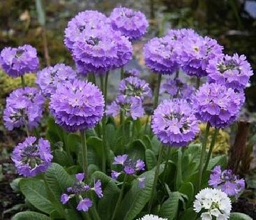 Primula denticulata cashmeriana