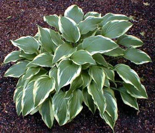 Hosta Antioch