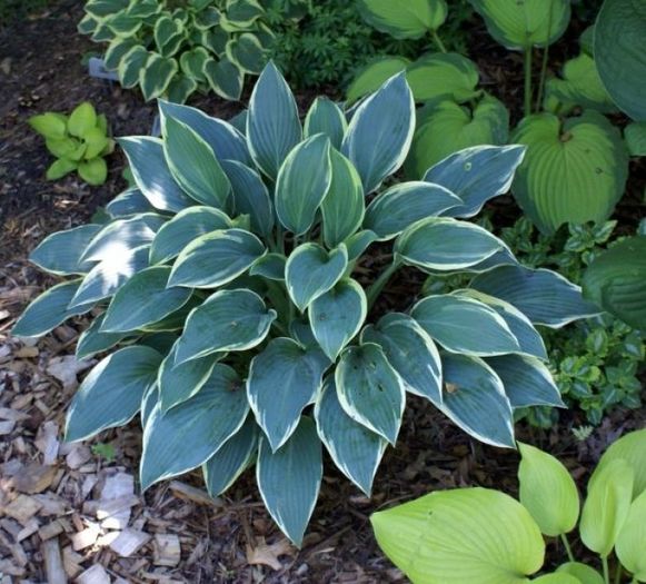 Hosta Sleeping beauty - Hosta_achizitii