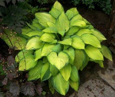 Hosta_GoldStandard2 - Hosta_achizitii