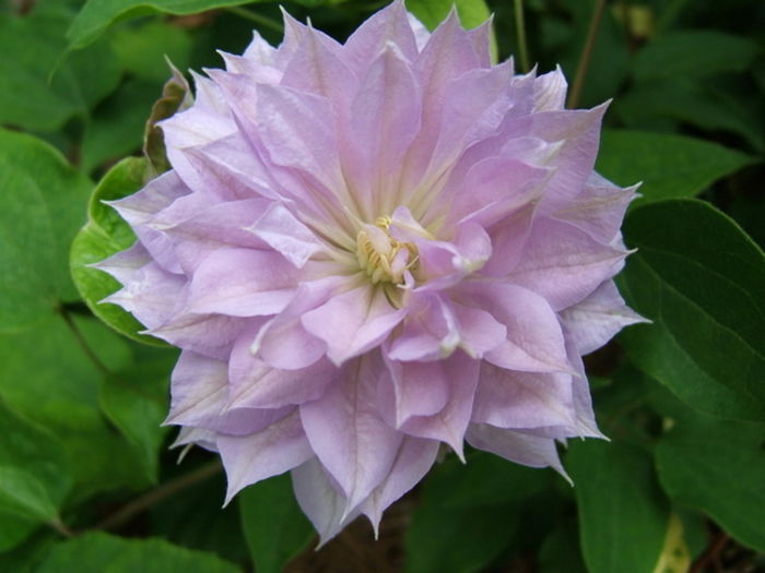 Belle of Woking gr B - Clematite achizitii