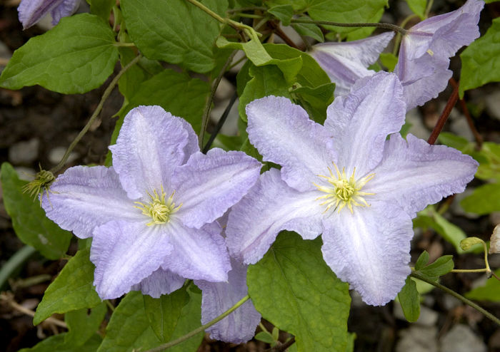 Blue Angel gr C - Clematite achizitii