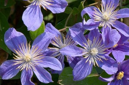 Clematis Arabella gr C