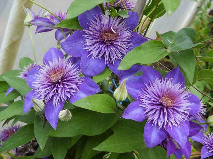 Clematis MultiBlue gr B