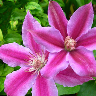 Dr Ruppel gr B - Clematite achizitii