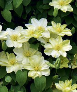 Guernsay Cream gr B - Clematite achizitii