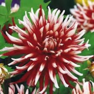 dalia friquolet-228x228