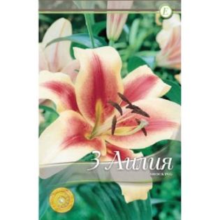 lilium-oriental-shocking-3-bulbi