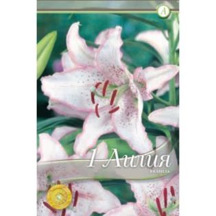 lilium-oriental-brasilia-1-bulb