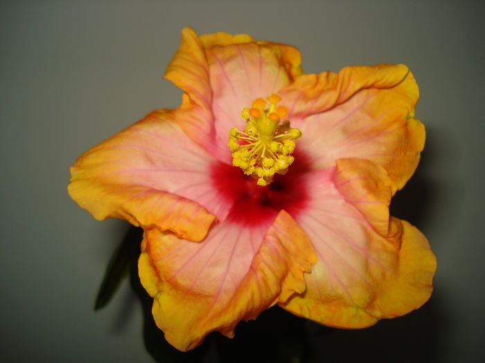 DSC04566 - HIBISCUS 2016