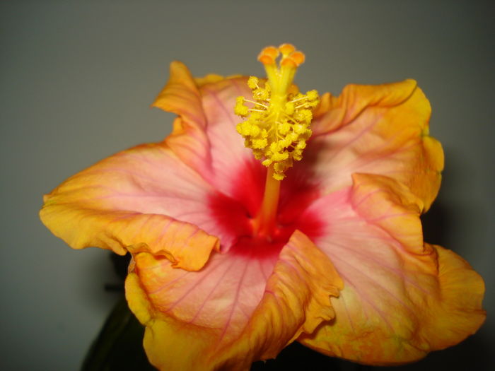 DSC04572 - HIBISCUS 2016