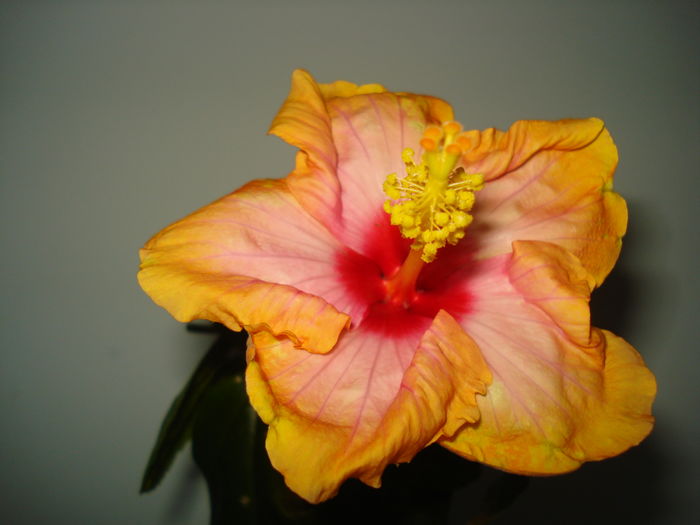 DSC04567 - Hibiscus Amanda Dubin