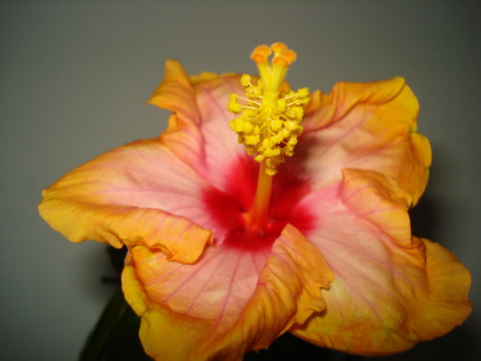 DSC04572 - Hibiscus Amanda Dubin