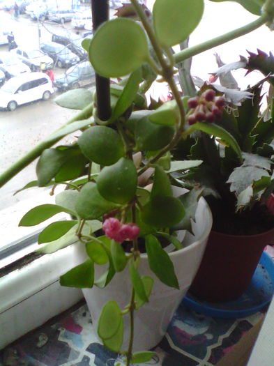 Hoya heuschkeliana pink