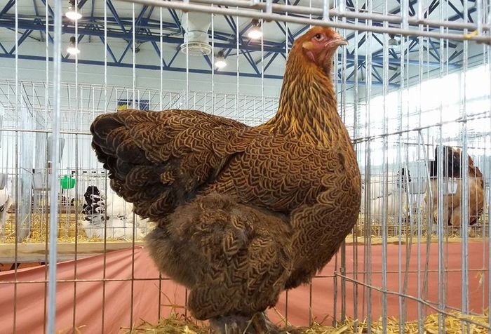 12661786_1150387378318399_3152996490791939559_n