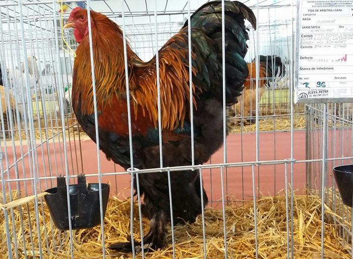 12670289_1151335418223595_85354452534990571_n