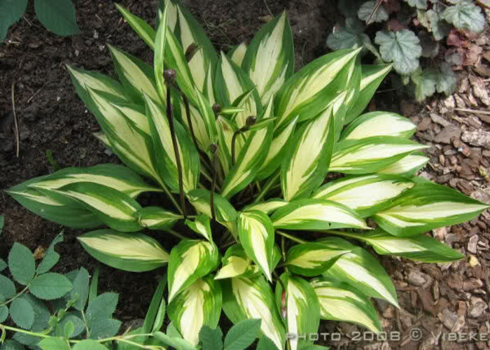 Hosta Cherry Bery