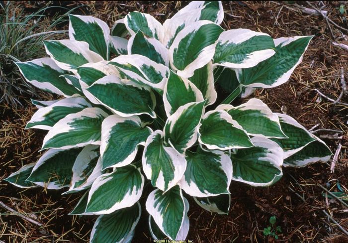 Hosta Patriot