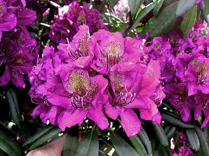 Rhodo Marcel Menard - Rhododendroni