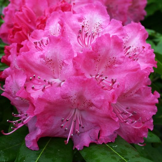 Rhododendron Germania - Rhododendroni