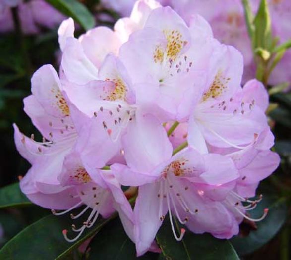 Rhododendron Gomer Waterer - Rhododendroni