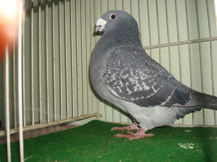 M-2014  Vandut - Porumbei Standard - Vanduti