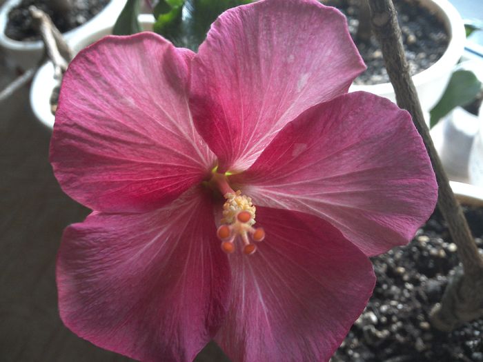 WIN_20160213_092825 - Rosa Joyal