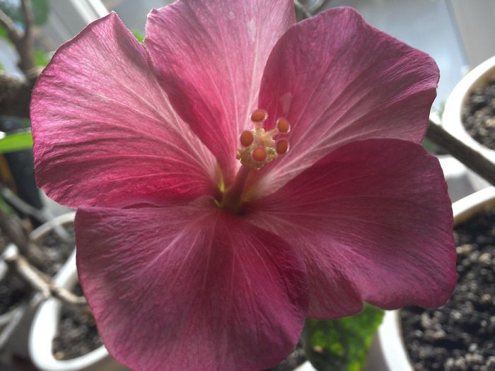 WIN_20160213_092906 - Rosa Joyal