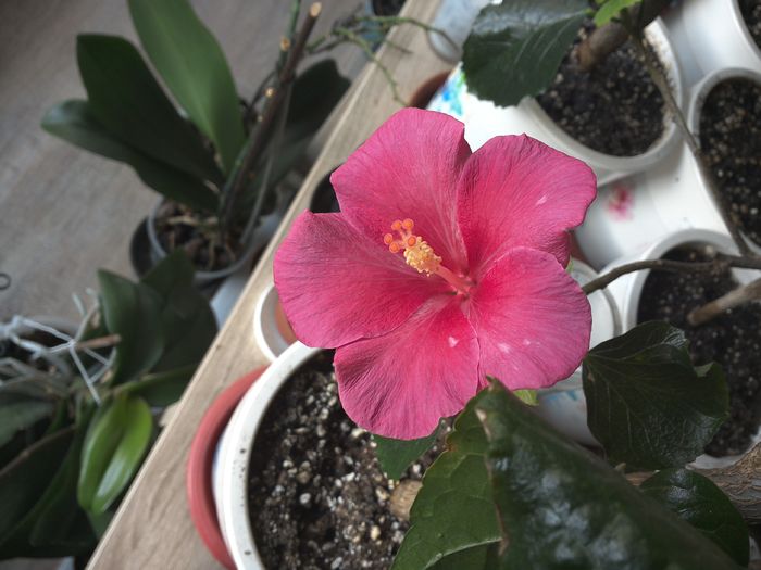 prima floricica - Rosa Joyal