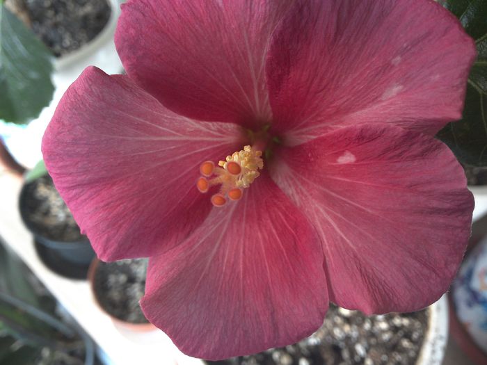 WIN_20160213_092508 - Rosa Joyal