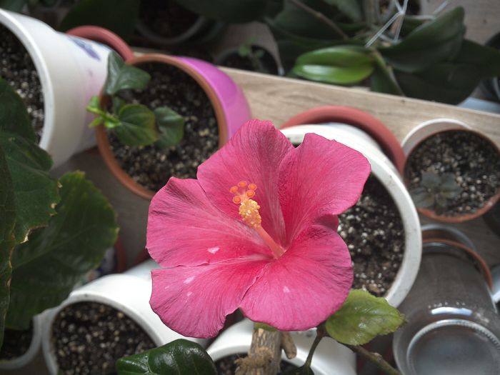 WIN_20160213_092535 - Rosa Joyal