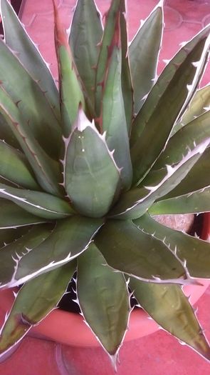 Agave horrida - Cactusi si alte suculente 2015