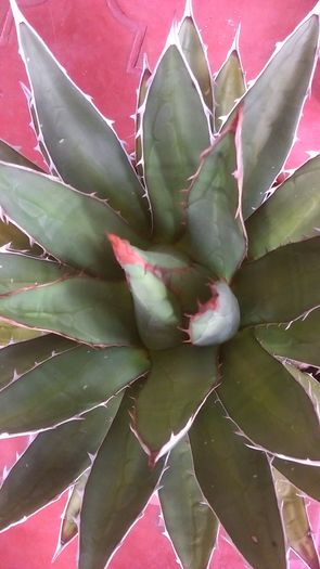 Agave horrida - Cactusi si alte suculente 2015