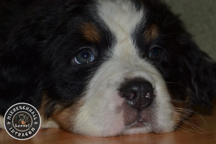 Pui Ciobanesc de Berna de vanzare - Pui Ciobanesc de Berna DE VANZARE